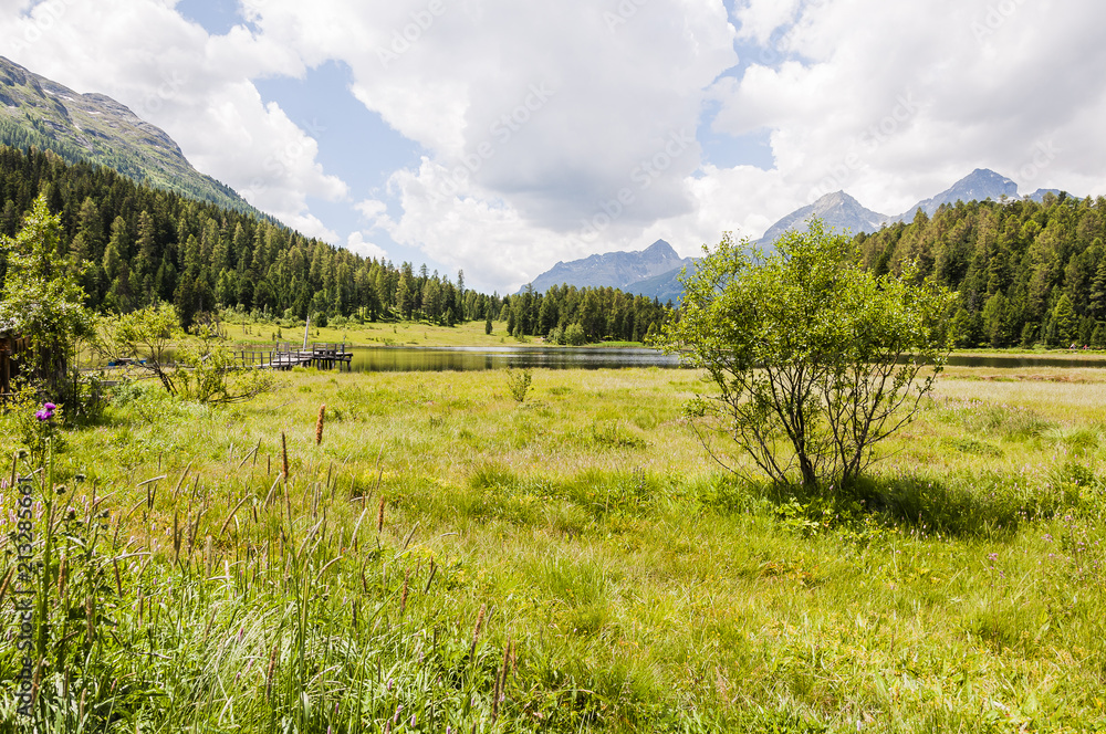 Obraz premium St. Moritz, Stazersee, Badesee, Bergsee, Stazerwald, Wanderweg, Uferweg, Grillplatz, Engadin, Oberengadin, Alpen, Graubünden, Sommer, Schweiz