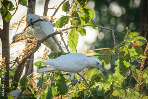 Corellas photo