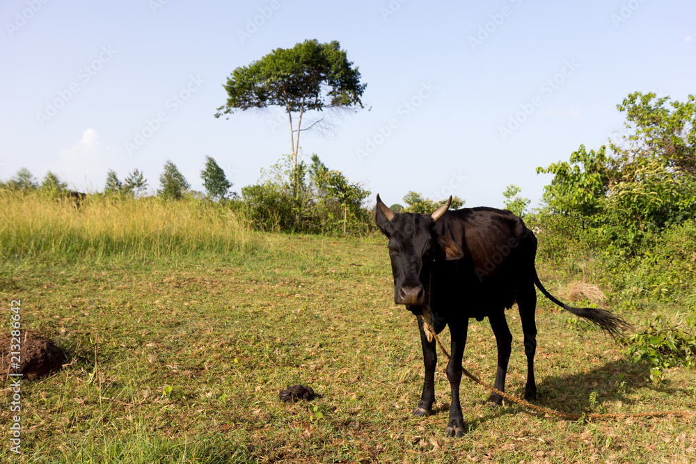 A tied black cow. Shot in Uganda in June 2017.