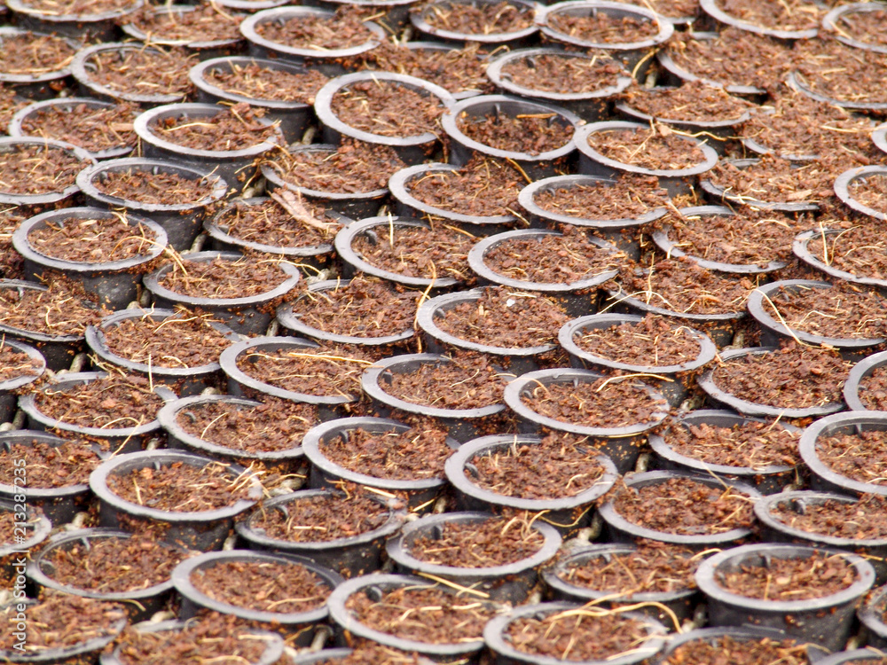 Araras, SP, Brasil, 05/09/2007. Tubetess com substrato para o plantio de sementes de laranja em uma estufa da empresa SaniCitrus, localizada no município de Araras, SP – FOTO: ALF RIBEIRO Araras, SP, Brasil, 05/09/2007. Tubetess com substrato para o plantio de sementes de laranja em uma estufa da empresa SaniCitrus, localizada no município de Araras, SP – FOTO: ALF RIBEIRO