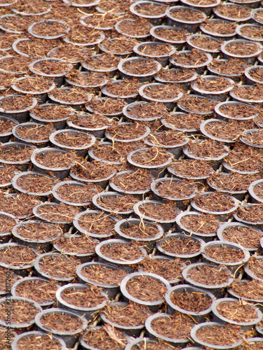 Araras, SP, Brasil, 05/09/2007. Tubetess com substrato para o plantio de sementes de laranja em uma estufa da empresa SaniCitrus, localizada no município de Araras, SP – FOTO: ALF RIBEIRO photo