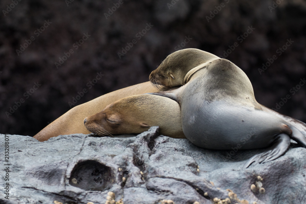 Obraz premium Wildlife and landscapes on the Galapagos Islands, Ecuador
