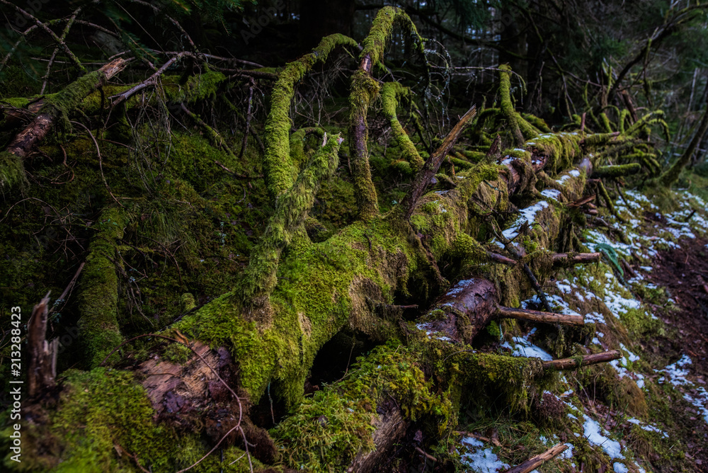 Green Winter Green Winter