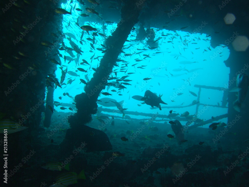 Fototapeta premium Plongée Kenya