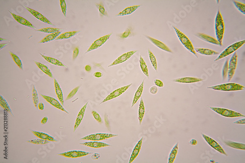 Microscopic organisms from the pond. Euglena Gracilis
 photo