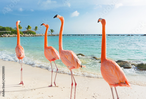 Flamingo walking on the beach photo