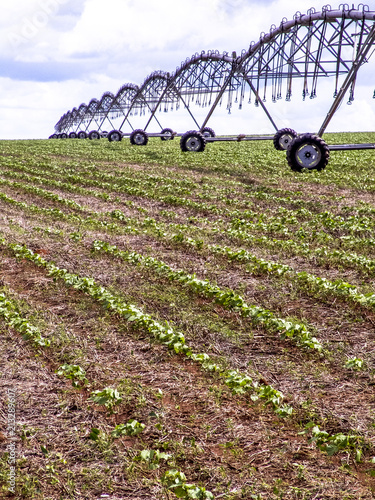 A bean field in Brazil is watered by a center pivot irrigation system