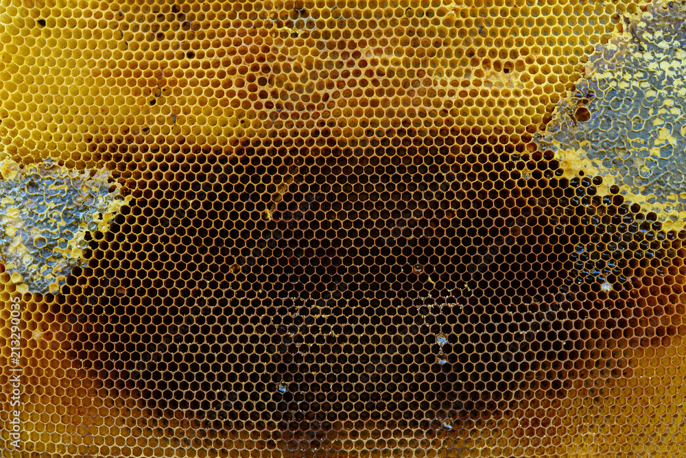honey comb with honey as a background honey comb with honey as a background