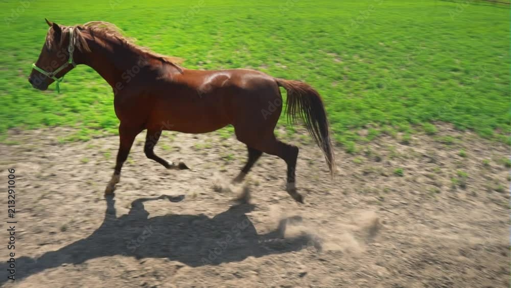 Young brown horse with obstinate character runs in the paddock Young brown horse with obstinate character runs in the paddock