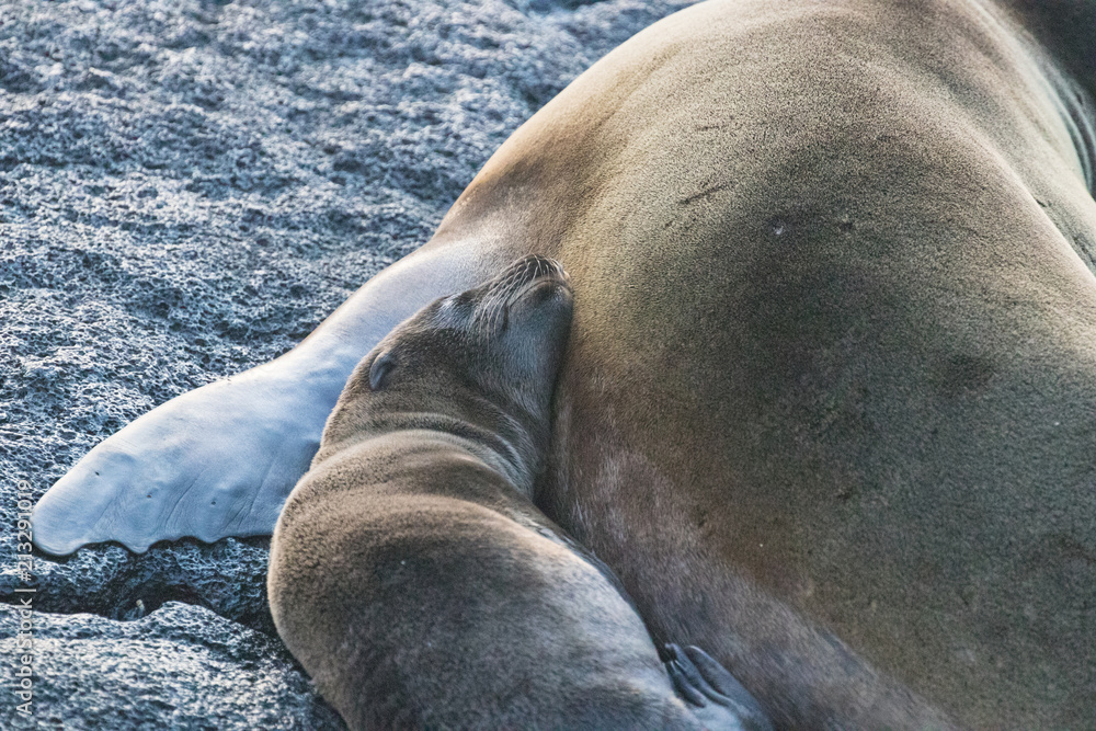 Fototapeta premium Galapagos Island Wildlife