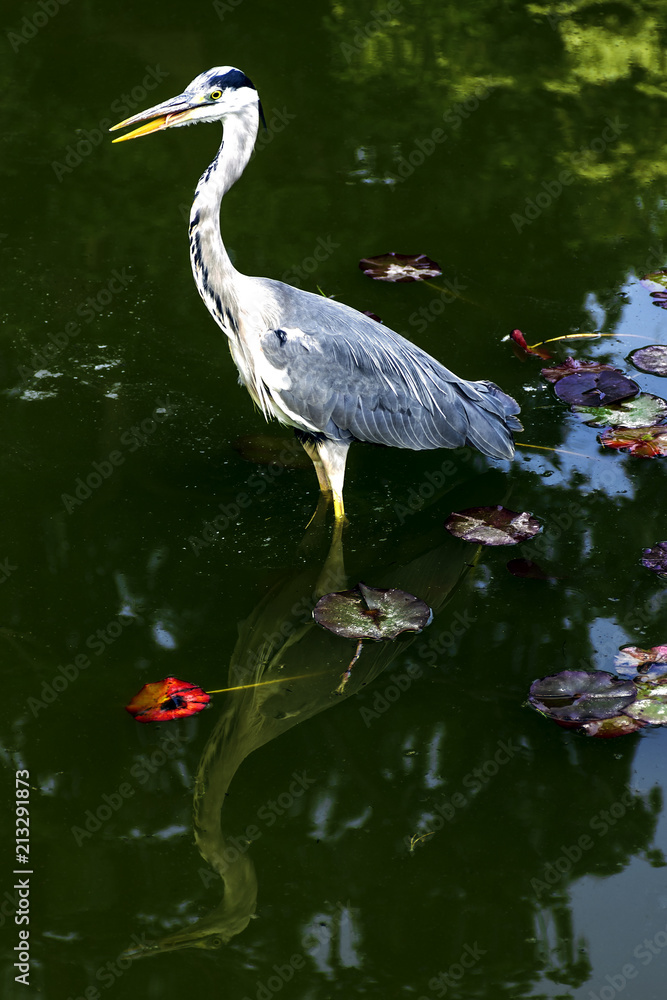 Obraz premium Wild grey heron (Ardea cinerea) on hunt in the River Thames - Richmond upon Thames, United Kingdom