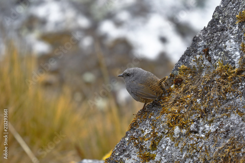 Beautiful copy of Tapaculos (Scytalopus sp.) (Millpo form not described) perched on a rock in its natural environment. Huancayo - Peru. photo