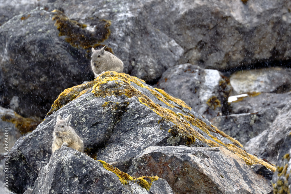 Pair of Vizcachas (Lagidium peruanum) perched on the rocks of their natural environment under a soft snowfall. Huancayo - Peru Pair of Vizcachas (Lagidium peruanum) perched on the rocks of their natural environment under a soft snowfall. Huancayo - Peru