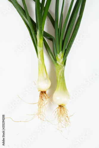 spring onion isolated