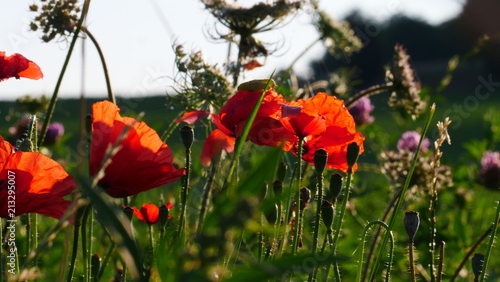 Fototapeta Naklejka Na Ścianę i Meble -  Roter Mohn in grüner Wiese halbnah 