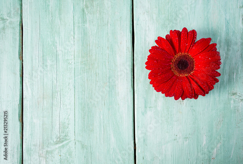 gerbera flower on wooden surface