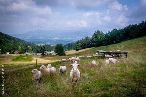 Fototapeta Naklejka Na Ścianę i Meble -  Curious Sheep on Grazing in the Mountains