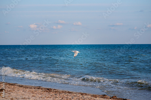 One seagull flies over the sea on a wonderful summer day