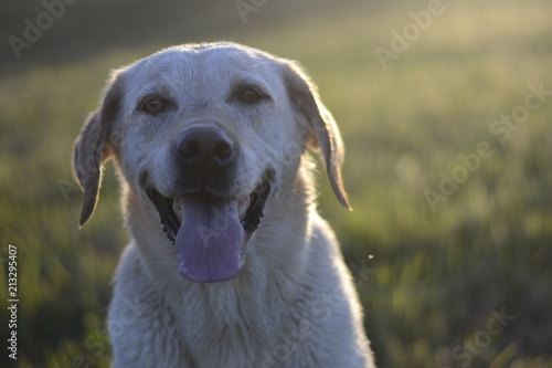 labrador retriever dog sitting in grass meadow, sunset light, close up detail with bokeh, enjoying summer evening, warm colors