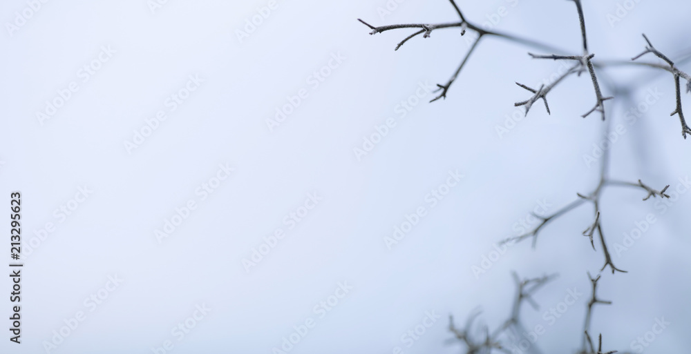 Fototapeta premium Winter background with empty space for text, thin branches covered with frost.