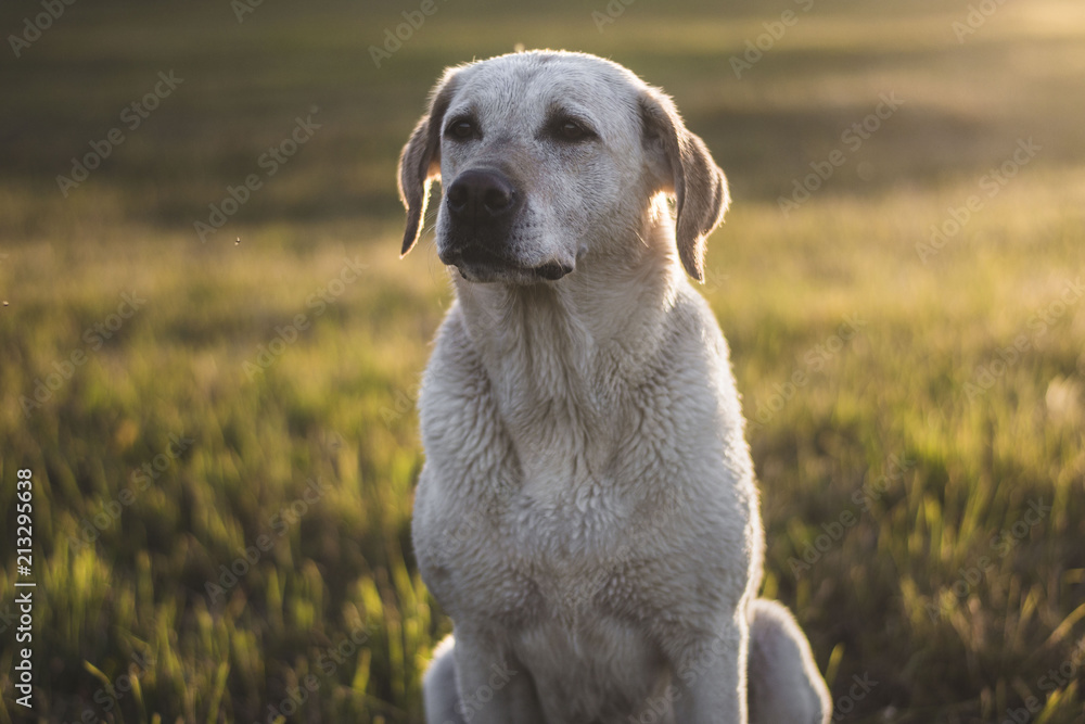 labrador retriever dog sitting in grass meadow, sunset light, close up detail with bokeh, enjoying summer evening, warm colors labrador retriever dog sitting in grass meadow, sunset light, close up detail with bokeh, enjoying summer evening, warm colors