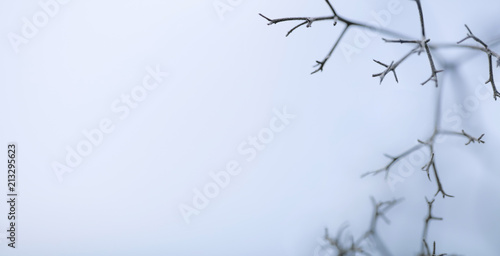 Winter background with empty space for text  thin branches covered with frost.