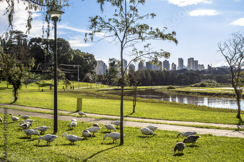 Curitiba, Parana, Brazil, January 31, 2017. Duks on Grass in Barigui Park, Curitiba city photo