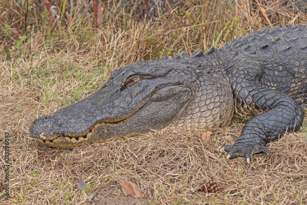 Fototapeta premium Head shot of an Alligator Basking