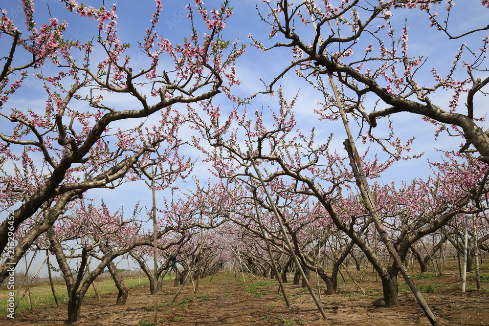 Peach blossoms bloom in the blue sky Peach blossoms bloom in the blue sky