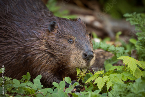 Beaver eating leaves