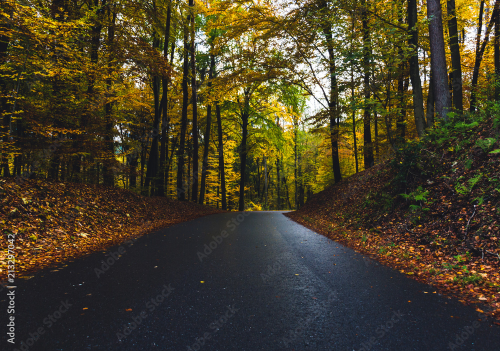 Fototapeta premium a road in autumn in germany
