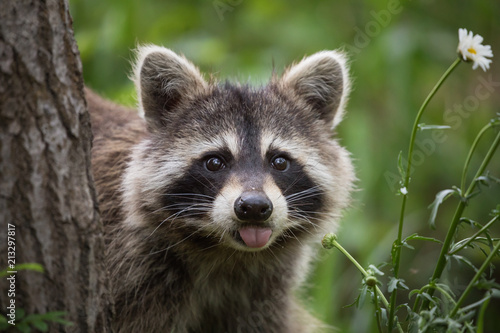 Fototapeta Naklejka Na Ścianę i Meble -  Raccoon in backyard