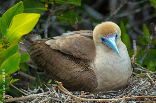 Galapagos Island Birds