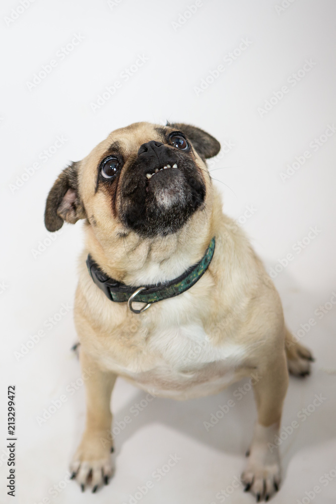 Sad but cute pug dog sitting and looking up on a white background Sad but cute pug dog sitting and looking up on a white background