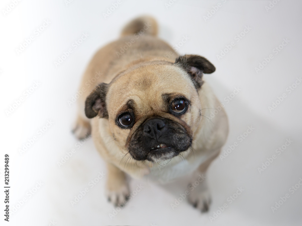 Sad looking but Cute pug dog sitting and looking up and on a white background