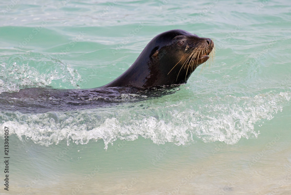 Obraz premium Galapagos Islands Wildlife