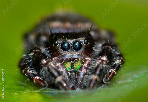 An adult Bold Jumping Spider, or Daring Jumping Spider (Phidippus audax) looks at the camera from the relative safety of its webbing on the leaf of a water plant.