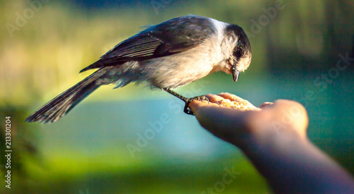 Bird hand feed photo