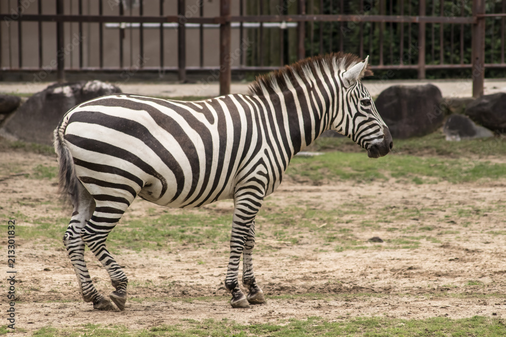 Obraz premium 動物園のシマウマ