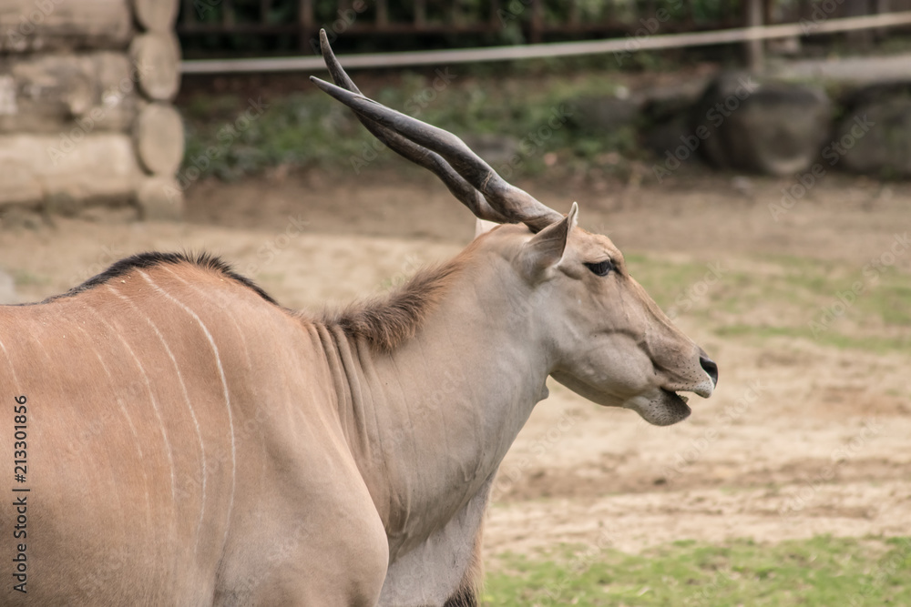 砥部動物園のエランド 砥部動物園のエランド
