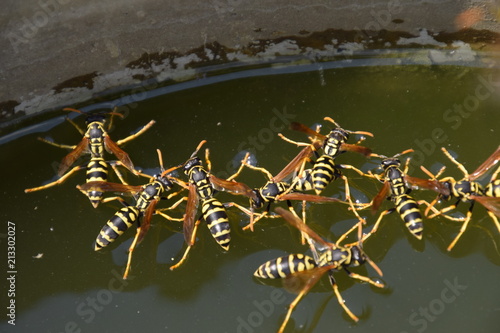 Wasps drink water from the pan, swim on the surface of the water, do not sink. photo