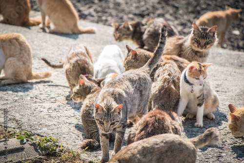 青島の猫 photo