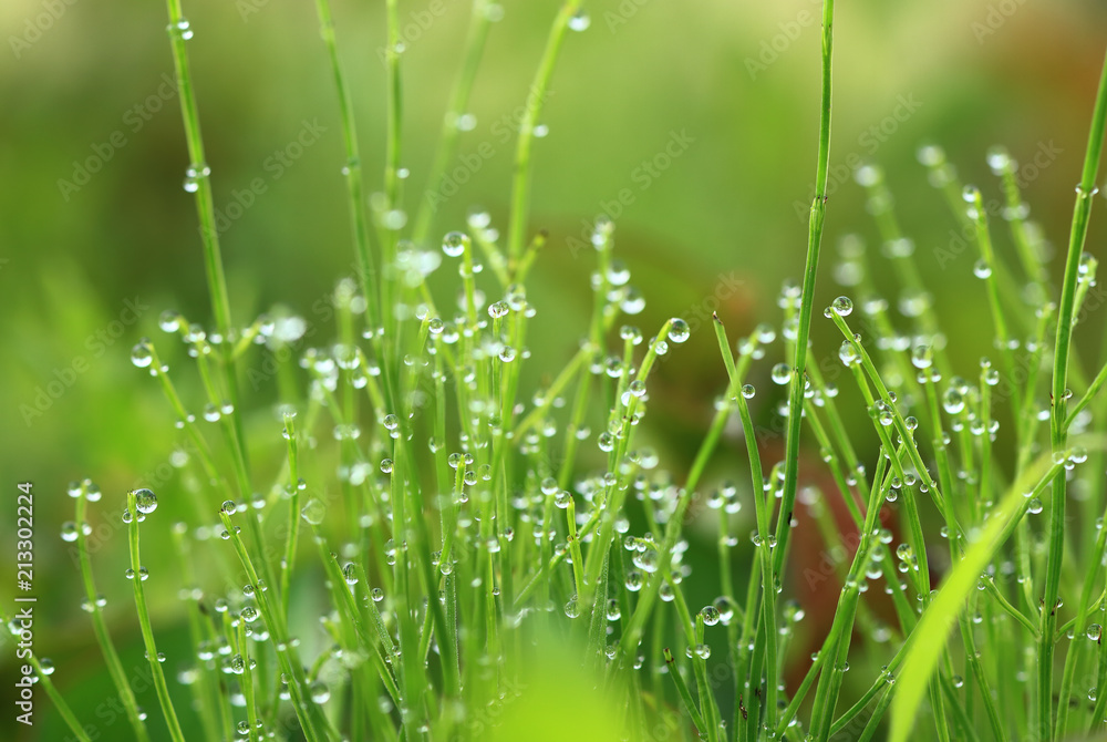 Morning dew drops on horsetail Morning dew drops on horsetail