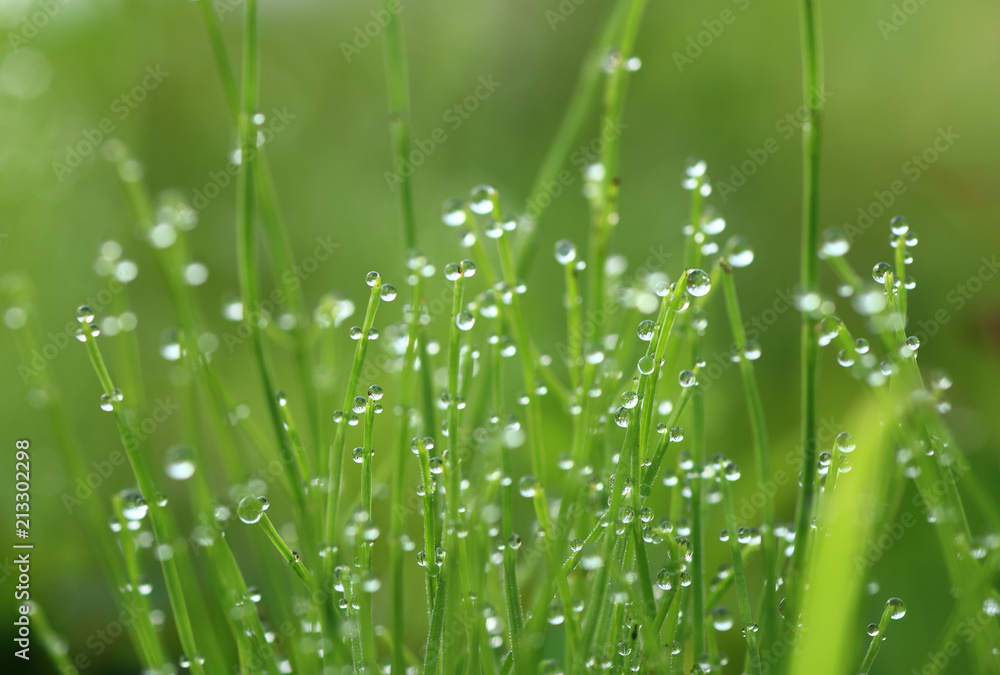 Fototapeta premium Morning dew drops on horsetail