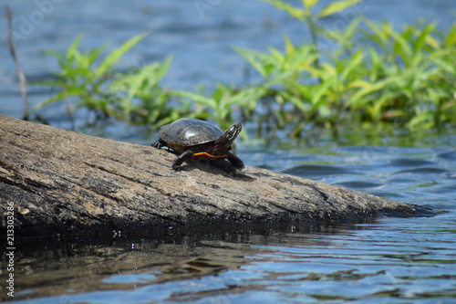 Turtle - Ready to Go photo