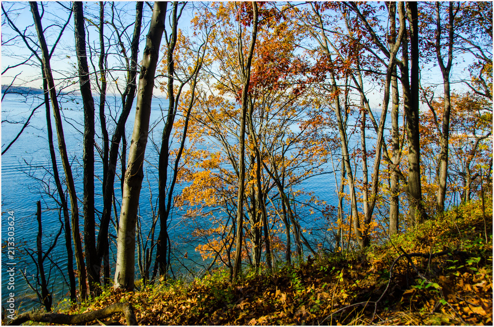 Fototapeta premium Blue through trees
