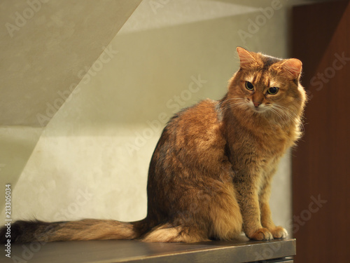 Fotografía 猫カフェ
