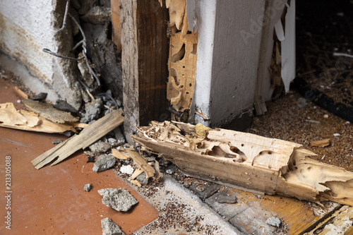 termite damage photo