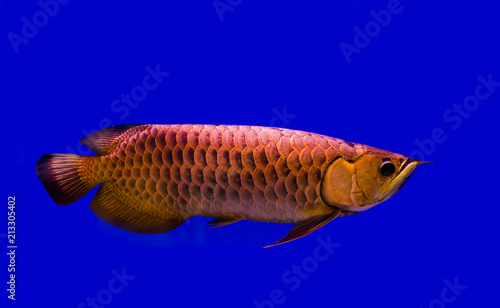 Beautiful Asian red Arowana or Science name is Scleropages formosus the Asian dragon fish