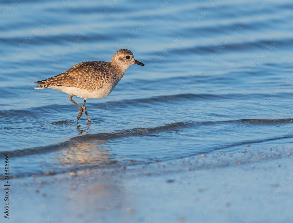 Willet Stands at Attention While Hunting Willet Stands at Attention While Hunting